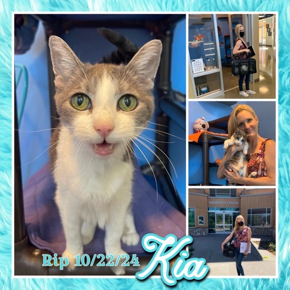 Meet your Posher, Jenny 🐈‍⬛ - Picture 8 of 10